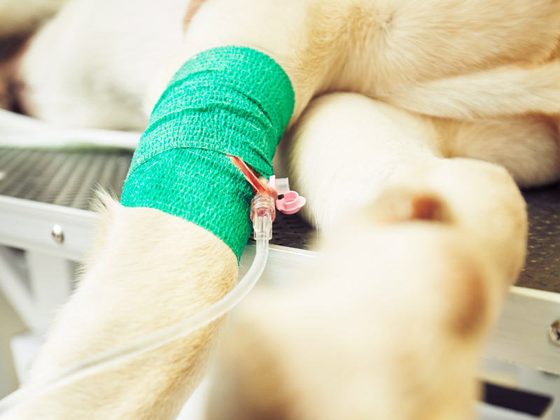 Análisis y pruebas de laboratorio para mascotas. Laboratorio propio en Clínica Veterinaria Bestioles