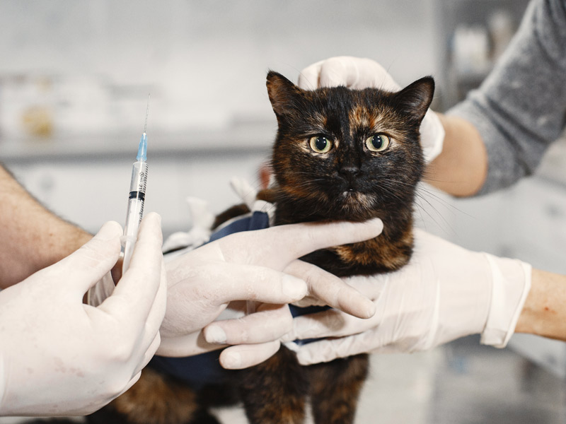 Vacunas y desparasitaciones para mascotas, planes de salud