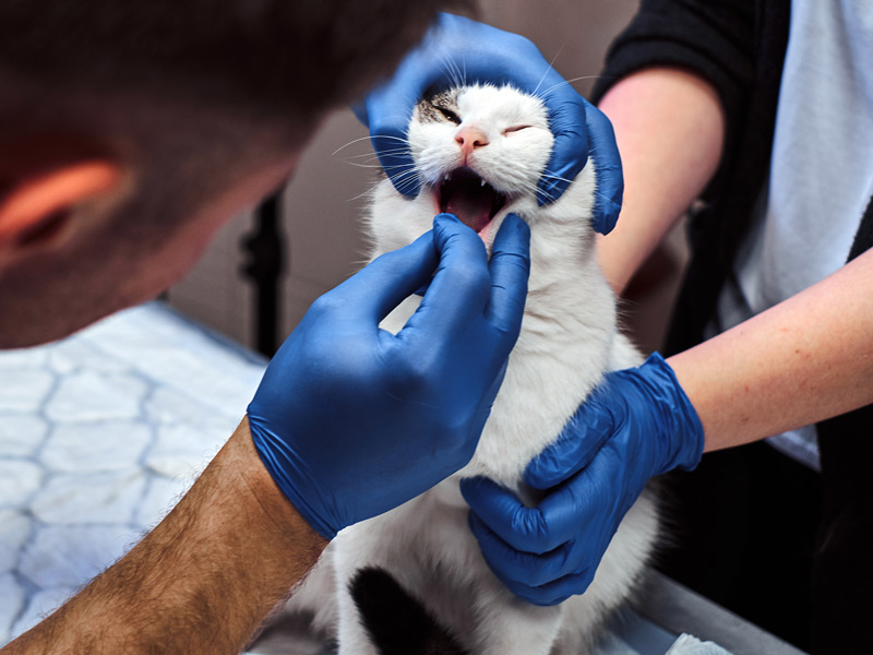Limpiezas dentales para mascotas en Clínica Veterinaria Bestiones en Barcelona